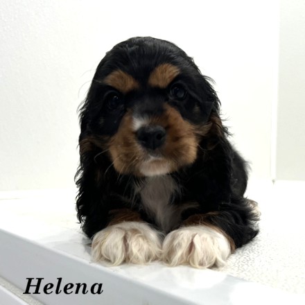 puppy, for, sale, Cockalier, Joe & Cherri  Overlease, dog, breeder, Miller, MO, dog-breeder, puppy-for-sale, forsale, nearby, find, puppyfind, locator, puppylocator, aca